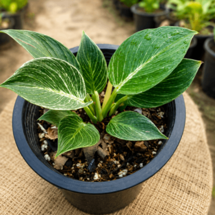 Birkin Plant