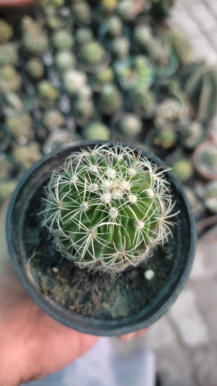 Spider Cactus