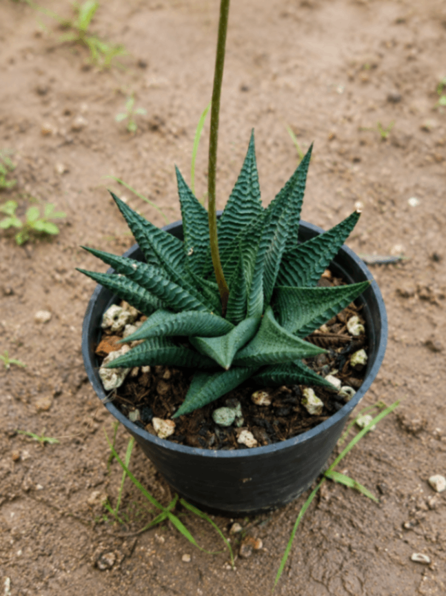 Haworthia Limifolia — available as a bulk wedding favour in Islamabad and Rawalpindi