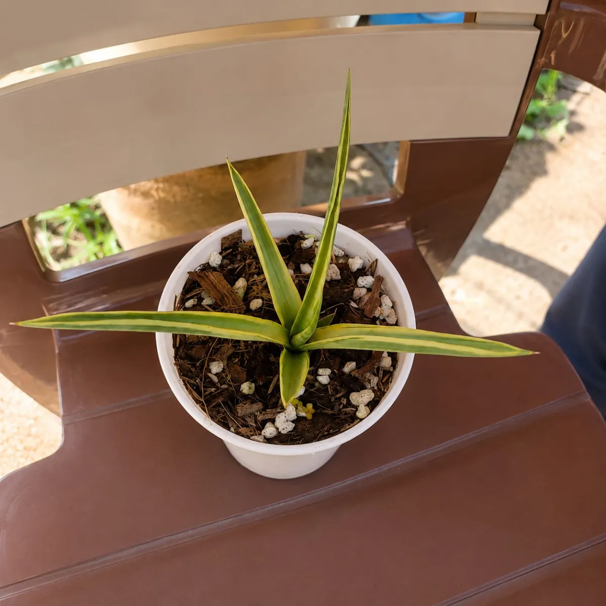 Sansevieria — view 2