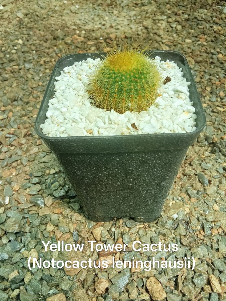 Yellow Tower Cactus (Golden Ball) — available as a bulk wedding favour in Islamabad and Rawalpindi
