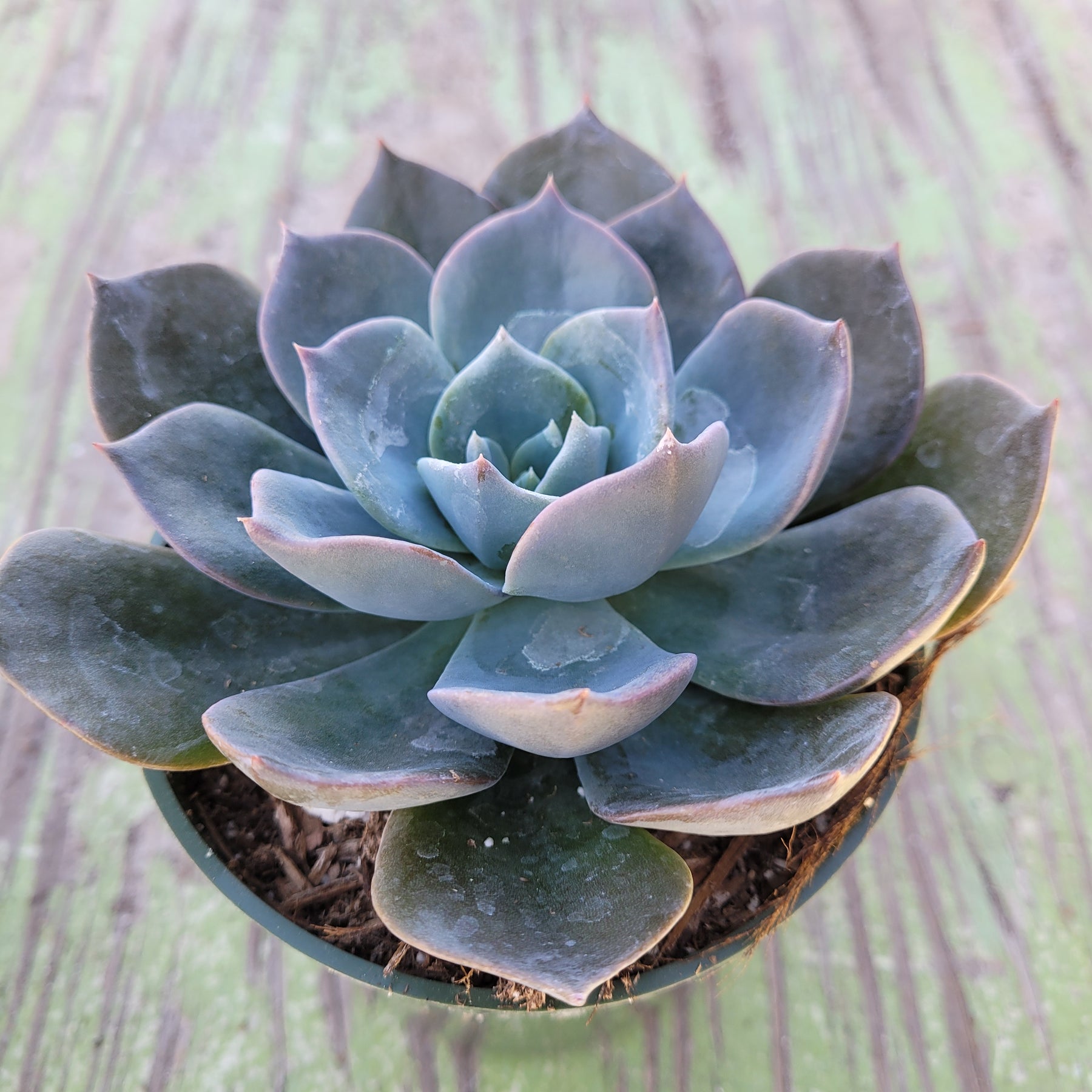 Echeveria 'Blue Prince' (Rosette Succulent) — available as a bulk wedding favour in Islamabad and Rawalpindi